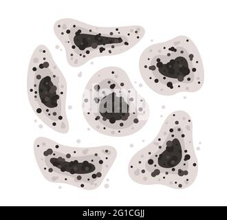 Schwarze Schimmelflecken in verschiedenen Formen. Giftige Schimmelsporen. Pilze und Bakterien. Flecken an der Hauswand. Isolierte Vektorgrafik auf Weiß Stock Vektor