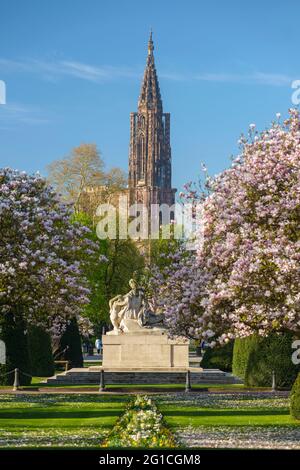 FRANKREICH, BAS-RHIN (67), STRASSBURG, PLACE DE LA REPUBLIQUE, BLÜHENDER MAGNOLIENBAUM IM FRÜHLING UND STRASSBURGER MÜNSTER Stockfoto