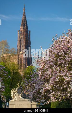 FRANKREICH, BAS-RHIN (67), STRASSBURG, PLACE DE LA REPUBLIQUE, BLÜHENDER MAGNOLIENBAUM IM FRÜHLING UND STRASSBURGER MÜNSTER Stockfoto