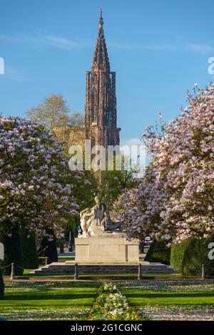 FRANKREICH, BAS-RHIN (67), STRASSBURG, PLACE DE LA REPUBLIQUE, BLÜHENDER MAGNOLIENBAUM IM FRÜHLING UND STRASSBURGER MÜNSTER Stockfoto