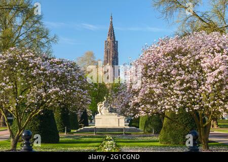 FRANKREICH, BAS-RHIN (67), STRASSBURG, PLACE DE LA REPUBLIQUE, BLÜHENDER MAGNOLIENBAUM IM FRÜHLING UND STRASSBURGER MÜNSTER Stockfoto