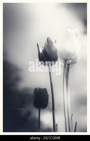 Atmosphärisches, surreales Meer von ​​flowers aus Tulpen als emotionale Dekoration im Jenseits - Trauer und Tod - ein Hauch von Emotion und Gedanke. Stockfoto