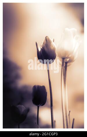 Atmosphärisches, surreales Meer von ​​flowers aus Tulpen als emotionale Dekoration im Jenseits - Trauer und Tod - ein Hauch von Emotion und Gedanke. Stockfoto