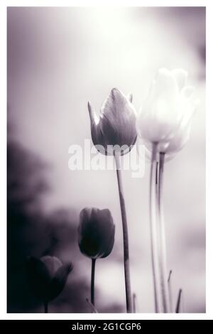 Atmosphärisches, surreales Meer von ​​flowers aus Tulpen als emotionale Dekoration im Jenseits - Trauer und Tod - ein Hauch von Emotion und Gedanke. Stockfoto