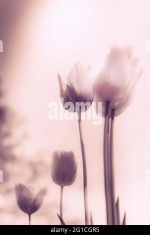 Atmosphärisches, surreales Meer von ​​flowers aus Tulpen als emotionale Dekoration im Jenseits - Trauer und Tod - ein Hauch von Emotion und Gedanke. Stockfoto