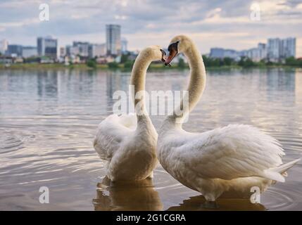 Schwäne am Stadtteich Stockfoto