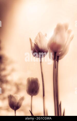 Atmosphärisches, surreales Meer von ​​flowers aus Tulpen als emotionale Dekoration im Jenseits - Trauer und Tod - ein Hauch von Emotion und Gedanke. Stockfoto