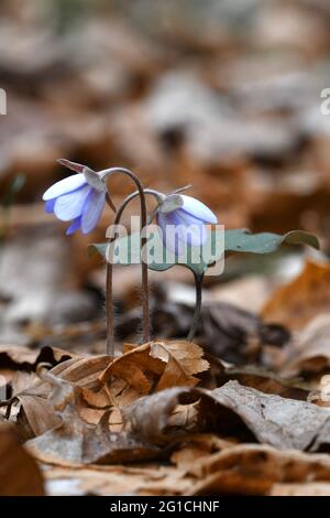 Nahauflaufmakro der blauen Anemone hepatica Blüten im Frühjahr Stockfoto