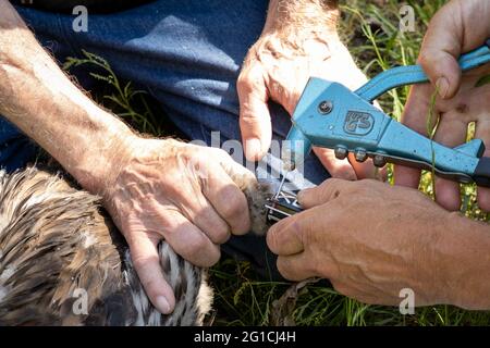 06. Juni 2021, Brandenburg, Dallgow-Döberitz: Die Ringel, die den Identifikationsring befestigen. In den 1960er Jahren lebten nur noch wenige Seeadler in Deutschland. Durch das Verbot des Insektizids DDT und intensive Schutzmaßnahmen hat sich die Bevölkerung inzwischen erholt. Ein Paar Seeadler brütet seit vielen Jahren in der Döberitzer Heide, und ihr Brutverhalten wird regelmäßig von freiwilligen Pflegern beobachtet und dokumentiert. Einmal im Jahr wird der Nachwuchs beringt. Zu diesem Zweck klettert ein professioneller Baumkletterer in das Nest. Die beiden Jungvögel sind dann niedriger Stockfoto