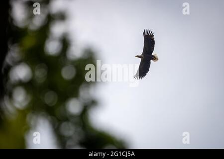 06. Juni 2021, Brandenburg, Dallgow-Döberitz: Ein Elternvögel kreist über dem Nest. In den 1960er Jahren lebten nur noch wenige Seeadler in Deutschland. Durch das Verbot des Insektizids DDT und intensive Schutzmaßnahmen hat sich die Bevölkerung inzwischen erholt. Ein Paar Seeadler brütet seit vielen Jahren in der Döberitzer Heide, und ihr Brutverhalten wird regelmäßig von freiwilligen Pflegern beobachtet und dokumentiert. Einmal im Jahr wird der Nachwuchs beringt. Zu diesem Zweck klettert ein professioneller Baumkletterer in das Nest. Die beiden Jungvögel werden dann individuen abgesenkt Stockfoto