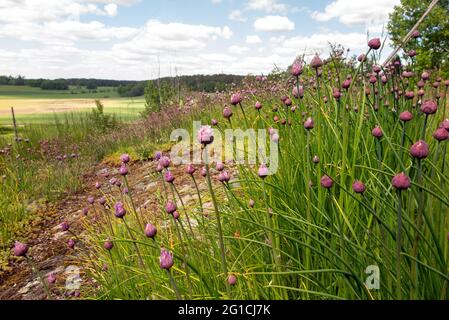 Lila Blühende Schnittlauch wachsen in freier Wildbahn Stockfoto