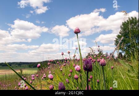 Lila Blühende Schnittlauch wachsen in freier Wildbahn Stockfoto