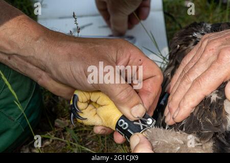 06. Juni 2021, Brandenburg, Dallgow-Döberitz: Die Ringel, die den Identifikationsring befestigen. In den 1960er Jahren lebten nur noch wenige Seeadler in Deutschland. Durch das Verbot des Insektizids DDT und intensive Schutzmaßnahmen hat sich die Bevölkerung inzwischen erholt. Ein Paar Seeadler brütet seit vielen Jahren in der Döberitzer Heide, und ihr Brutverhalten wird regelmäßig von freiwilligen Pflegern beobachtet und dokumentiert. Einmal im Jahr wird der Nachwuchs beringt. Zu diesem Zweck klettert ein professioneller Baumkletterer in das Nest. Die beiden Jungvögel sind dann niedriger Stockfoto