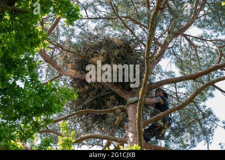 06. Juni 2021, Brandenburg, Dallgow-Döberitz: Das Bild zeigt einen Baumkletterer am Nest des Seeadlers. In den 1960er Jahren lebten nur noch wenige Seeadler in Deutschland. Durch das Verbot des Insektizids DDT und intensive Schutzmaßnahmen haben sich die Populationen inzwischen erholt. Ein Paar Seeadler brütet seit vielen Jahren in der Döberitzer Heide und ihr Brutverhalten wird regelmäßig von freiwilligen Pflegern beobachtet und dokumentiert. Einmal im Jahr wird der Nachwuchs beringt. Zu diesem Zweck klettert ein professioneller Baumkletterer in das Nest. Die beiden Stockfoto