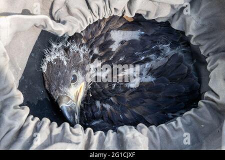 06. Juni 2021, Brandenburg, Dallgow-Döberitz: Ein junger Adler schaut aus dem Transportbeutel. In den 1960er Jahren lebten nur noch wenige Seeadler in Deutschland. Durch das Verbot des Insektizids DDT und intensive Schutzmaßnahmen hat sich die Bevölkerung inzwischen erholt. Ein Paar Seeadler brütet seit vielen Jahren in der Döberitzer Heide, und ihr Brutverhalten wird regelmäßig von freiwilligen Pflegern beobachtet und dokumentiert. Einmal im Jahr wird der Nachwuchs beringt. Zu diesem Zweck klettert ein professioneller Baumkletterer in das Nest. Die beiden Jungvögel sind dann niedriger Stockfoto