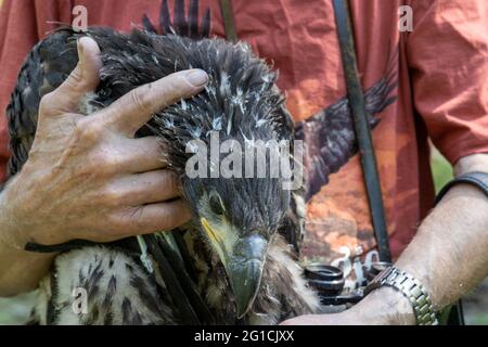 06. Juni 2021, Brandenburg, Dallgow-Döberitz: Der Pfleger hält einen jungen Vogel in den Armen. In den 1960er Jahren lebten nur noch wenige Seeadler in Deutschland. Durch das Verbot des Insektizids DDT und intensive Schutzmaßnahmen hat sich die Bevölkerung inzwischen erholt. Ein Paar Seeadler brütet seit vielen Jahren in der Döberitzer Heide, und ihr Brutverhalten wird regelmäßig von freiwilligen Pflegern beobachtet und dokumentiert. Einmal im Jahr wird der Nachwuchs beringt. Zu diesem Zweck klettert ein professioneller Baumkletterer in das Nest. Die beiden Jungvögel sind dann niedrig Stockfoto