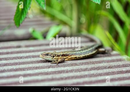 Zootoca vivipara, ehemals Lacerta vivipara, lebhaftige Eidechse oder gewöhnliche Eidechse Stockfoto