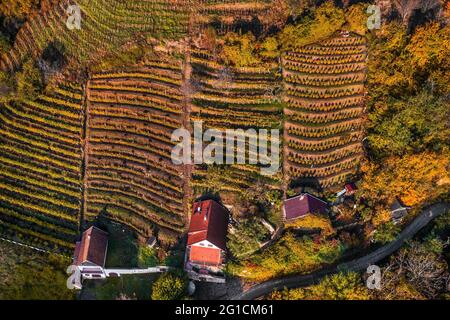 Tokaj, Ungarn - Luftaufnahme der weltberühmten ungarischen Weinberge der Tokajer Weinregion mit Weinkellern an einem warmen Herbstmorgen Stockfoto