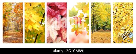 Ruhige Herbstsaison. Set von vertikalen Herbst Banner mit Straße in schönen Herbstwald, Ahorn und Birke Blätter von grünen, gelben und orangen Blättern, fo Stockfoto