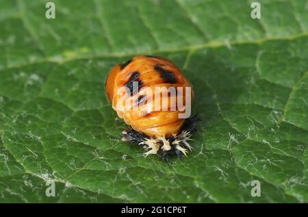 Asiatische Dame Beetle Pupa Stockfoto