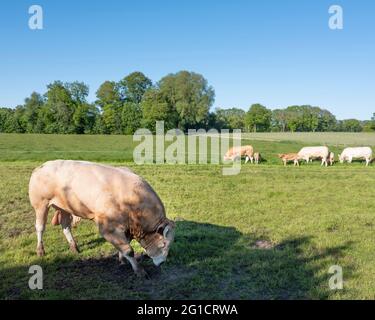 Bull bewacht blonde d'aquitaine Kühe in der ländlichen Landschaft von twente in der Nähe von enschede und oldenzaal in holland Stockfoto