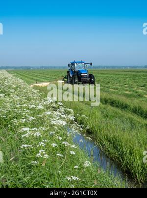 Traktor auf einer Wiese mit Sommerblumen, die Gras unter blauem Himmel in holland mähen Stockfoto