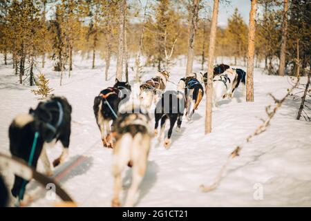 Husky Hunde laufen im Winter durch Bäume im Wald Stockfoto