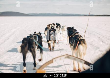 Husky-Hunde ziehen Schlitten, während sie im Winter auf Schnee laufen Stockfoto