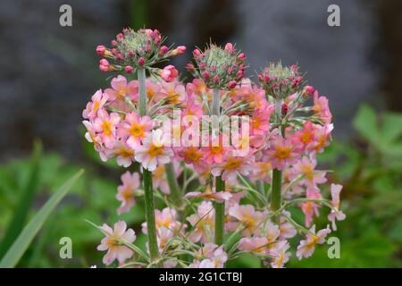 Primula bulleyana oder Candelabra Primrose Blüten Stockfoto