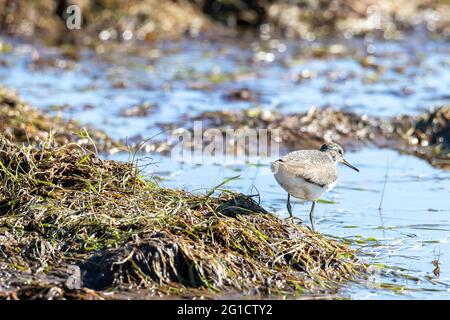 Vögel in Wildlif Stockfoto