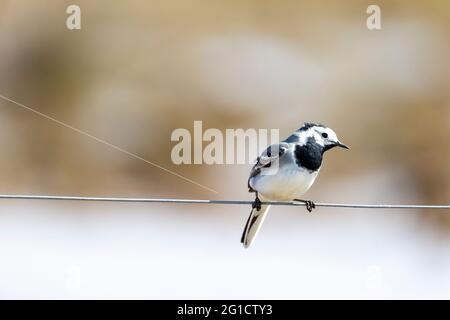 Vögel in Wildlif Stockfoto