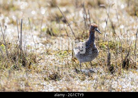 Vögel in Wildlif Stockfoto