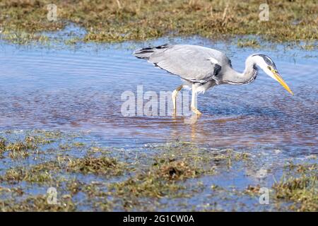 Vögel in Wildlif Stockfoto