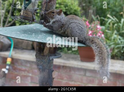 Graues Eichhörnchen Sciurus carolinensis stiehlt Nahrung aus dem Futterhäuschen. Grauhörnchen sind nicht heimisch, wurden aber Ende 1800 aus den USA hergebracht Stockfoto