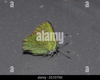 Grüner Haarstreifen Schmetterling Callophrys rubi auf dunklem Hintergrund Stockfoto