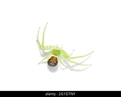 Grüne Krabbenspinne Diaea dorsata auf weißem Hintergrund Stockfoto