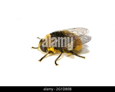 Merodon equestris Narcissus bulb fly imitiert Hummel auf weißem Hintergrund isoliert Stockfoto