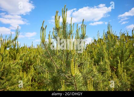Nahaufnahme von Kieferngräben, selektiver Fokus. Stockfoto