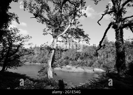 Die Küste am Kenmare River, County Kerry, Irland - John Gollop Stockfoto