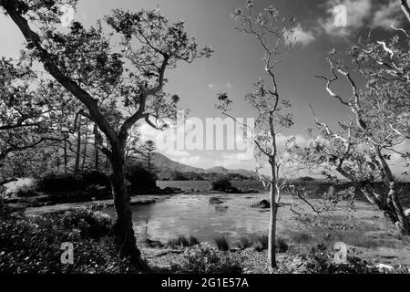 Die Küste am Kenmare River, County Kerry, Irland - John Gollop Stockfoto