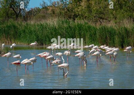 Herde von Großflamingos (Phoenicopterus roseus) in einem Sumpfgebiet in der Camargue in der Provence, Bouches du Rhone, Südfrankreich Stockfoto