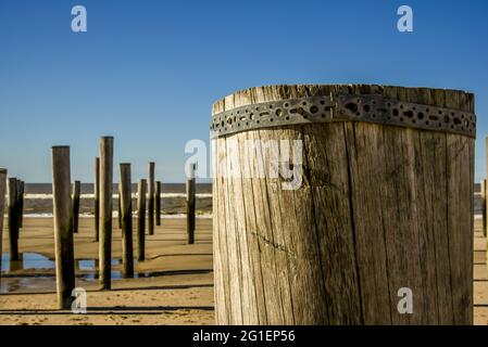 Petten, Niederlande. 3. März 2021. Holzmasten am Strand in der Nähe von Petten aan Zee, Niederlande. Hochwertige Fotos Stockfoto