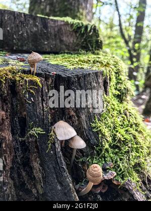 Pilze auf dem Stumpf. Ein Stumpf im Wald mit Pilzen. Pilzstumpf. Stockfoto