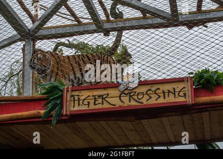 Chessington World of Adventure , Special Media Event zur Eröffnung der neuen Blockflöhe „Tiger Falls“ Stockfoto