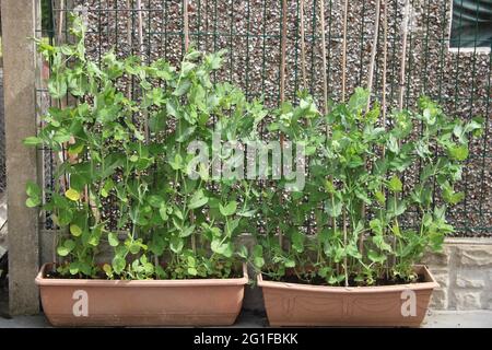 Container anbauen Gemüse mangetout. Auch bekannt als Schneeerbsen-Pflanze Stockfoto