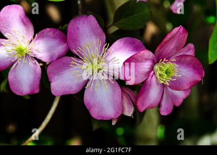 Leuchtend rosa Blüte mit sonnigem gelbem Zentrum, einem leuchtenden Farbakzent in der Naturpalette Stockfoto