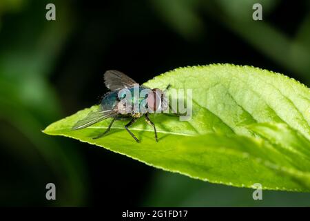 Detail einer Blowfly, die auf einem Blatt vor einem dunkelgrünen Hintergrund sitzt Stockfoto