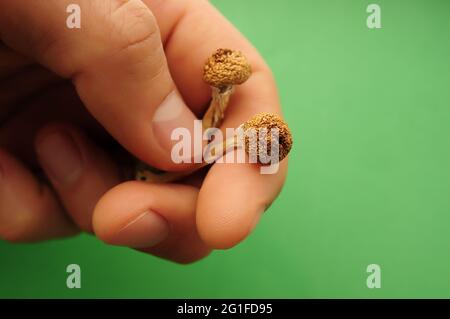 Psilocybe Cubensis Pilze in der Menschenhand auf grünem Hintergrund. Psilocybin psychedelische Zauberpilze Golden Teacher. Draufsicht, flach liegend. Mikrodosin Stockfoto