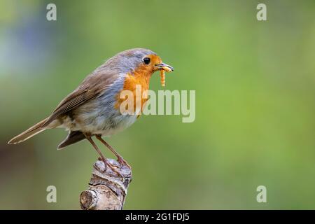 Europäischer Rotkehlchen (Erithacus rubecula) auf dem Aststumpf sitzend mit Mehlwurm (Tenebrio molitor) im Schnabel, Garten, Sommerfütterung, Vogel des Jahres 2021 Stockfoto