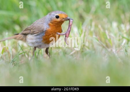 Europäischer Rotkehlchen (Erithacus rubecula) fängt Regenwurm auf Rasen, Garten, Vogel des Jahres 2021, Niedersachsen, Deutschland Stockfoto